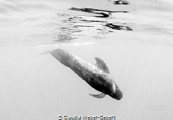 pilot whale - Teneriffe Island, in b/w
with special perm... by Claudia Weber-Gebert 